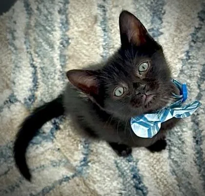 A baby small-sized male Domestic Short Hair cat named Basil for adoption in Ringoes, NJ