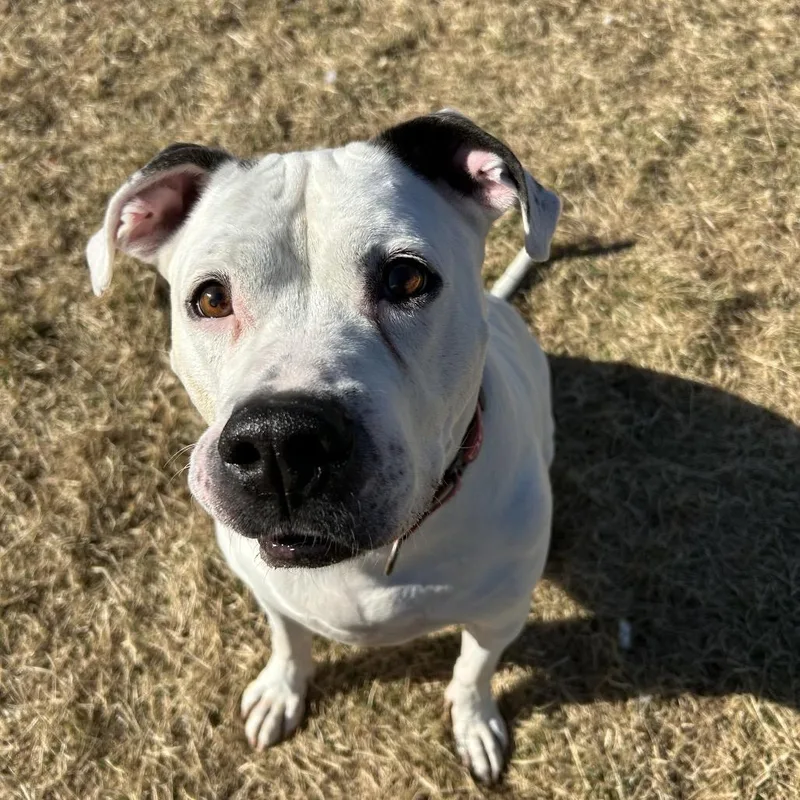 Dozer