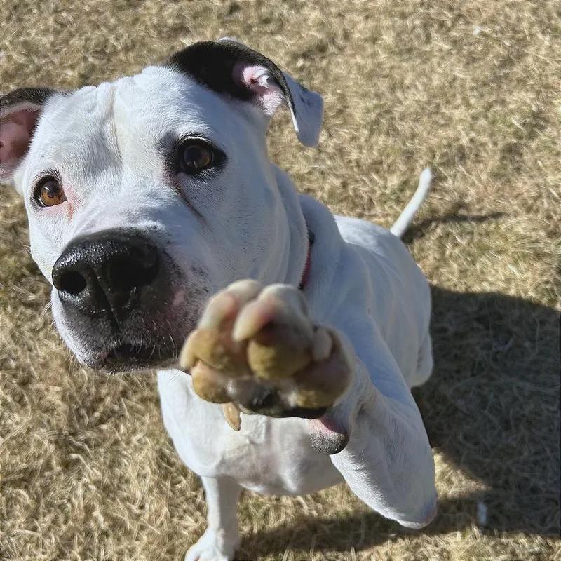 Dozer thumbnail 4