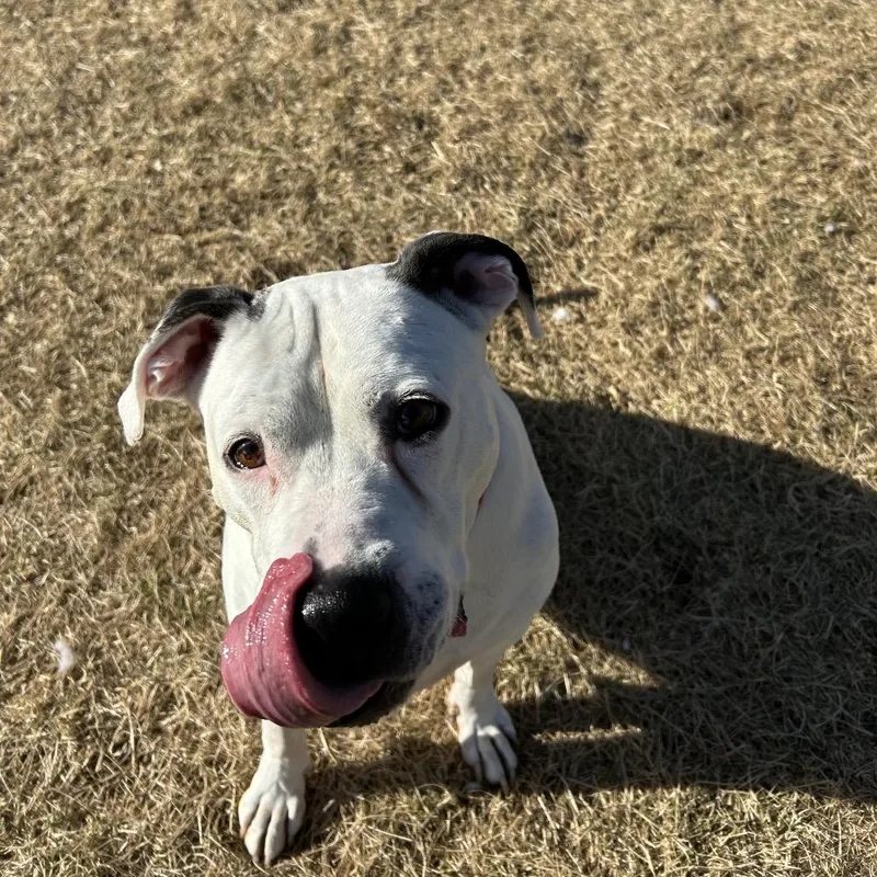 Dozer thumbnail 5