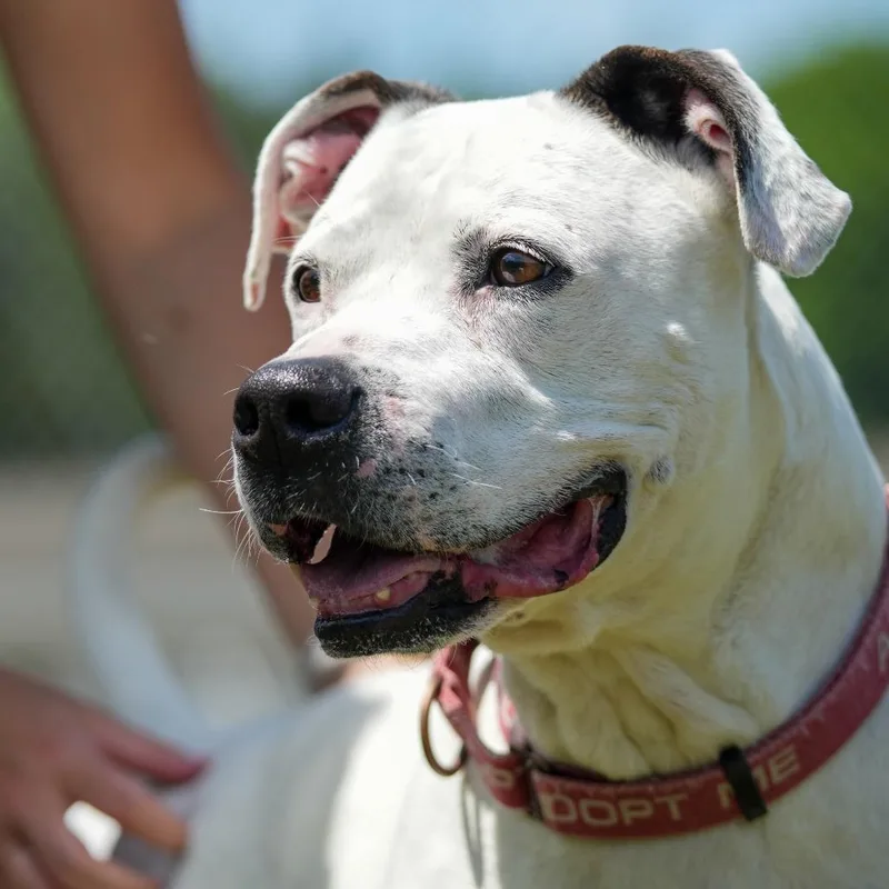 Dozer thumbnail 6