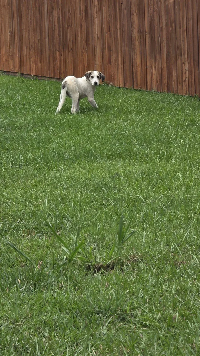 A young medium-sized male White / Cream Rat Terrier dog named Peetie for adoption in church point, LA
