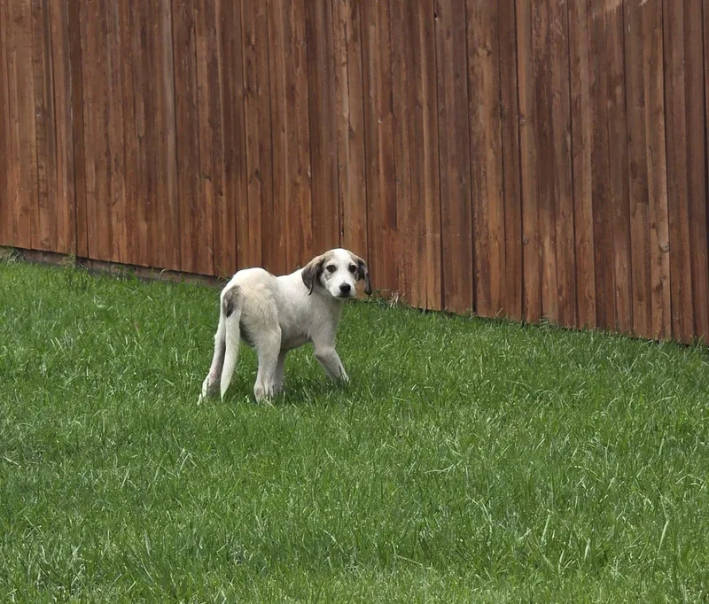Peetie thumbnail 2
