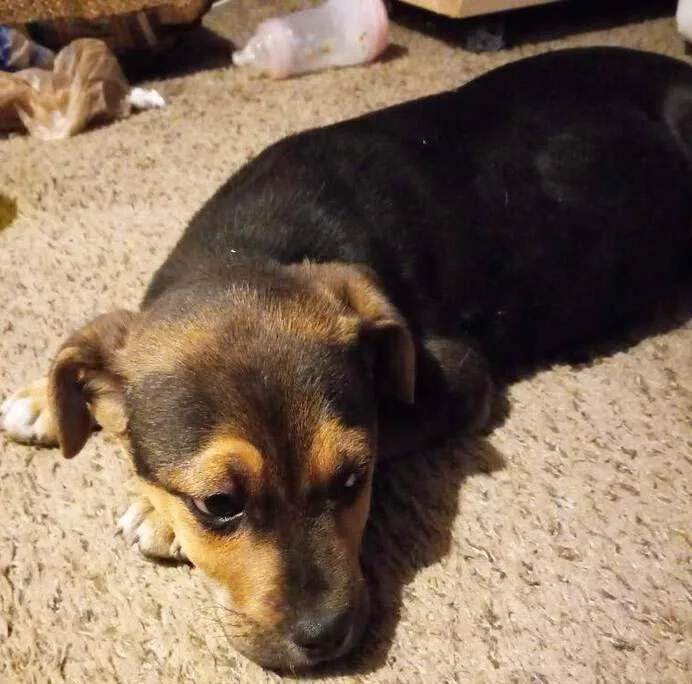 Bentley FKA Butter Cup: