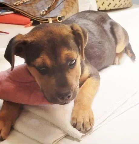 Bentley FKA Butter Cup: thumbnail 5