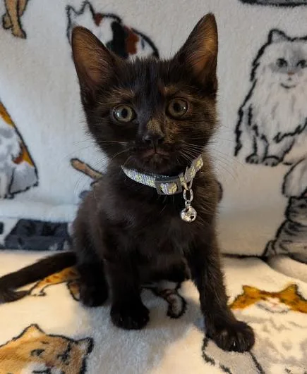A baby medium-sized male Black Domestic Short Hair cat named Queso for adoption in Indianapolis, IN