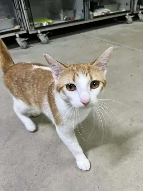 A young medium-sized male Orange & White Domestic Short Hair cat named Creamsicle for adoption in Anoka, MN
