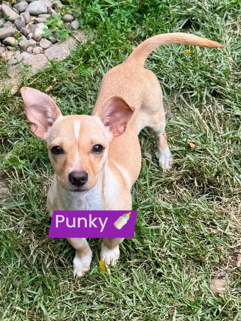 A baby small-sized female Chihuahua dog named Punky for adoption in Buffalo, NY