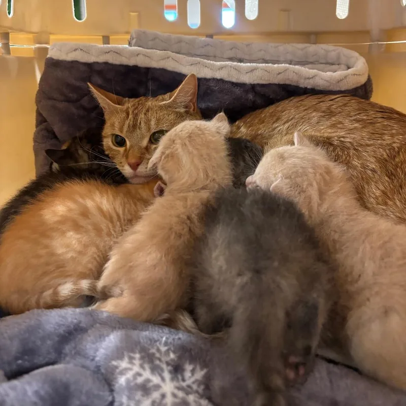 An adult medium-sized female Domestic Short Hair cat named Zlata for adoption in Spokane, WA
