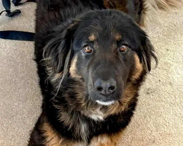 Sierra  beautiful Bernese