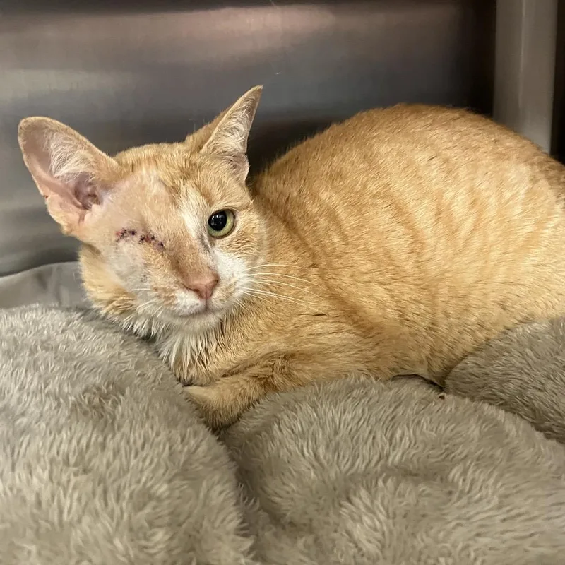 An adult medium-sized female Orange / Red Domestic Short Hair cat named Monica for adoption in Lynchburg, VA