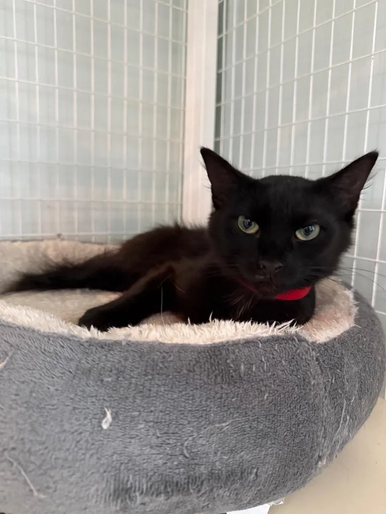 A young medium-sized female Domestic Short Hair cat named Widget for adoption in Kingsland, GA
