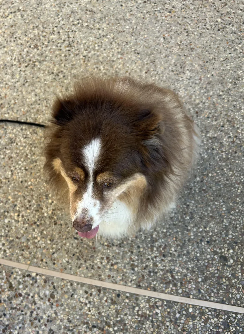 Rosie  The Softest thumbnail 2