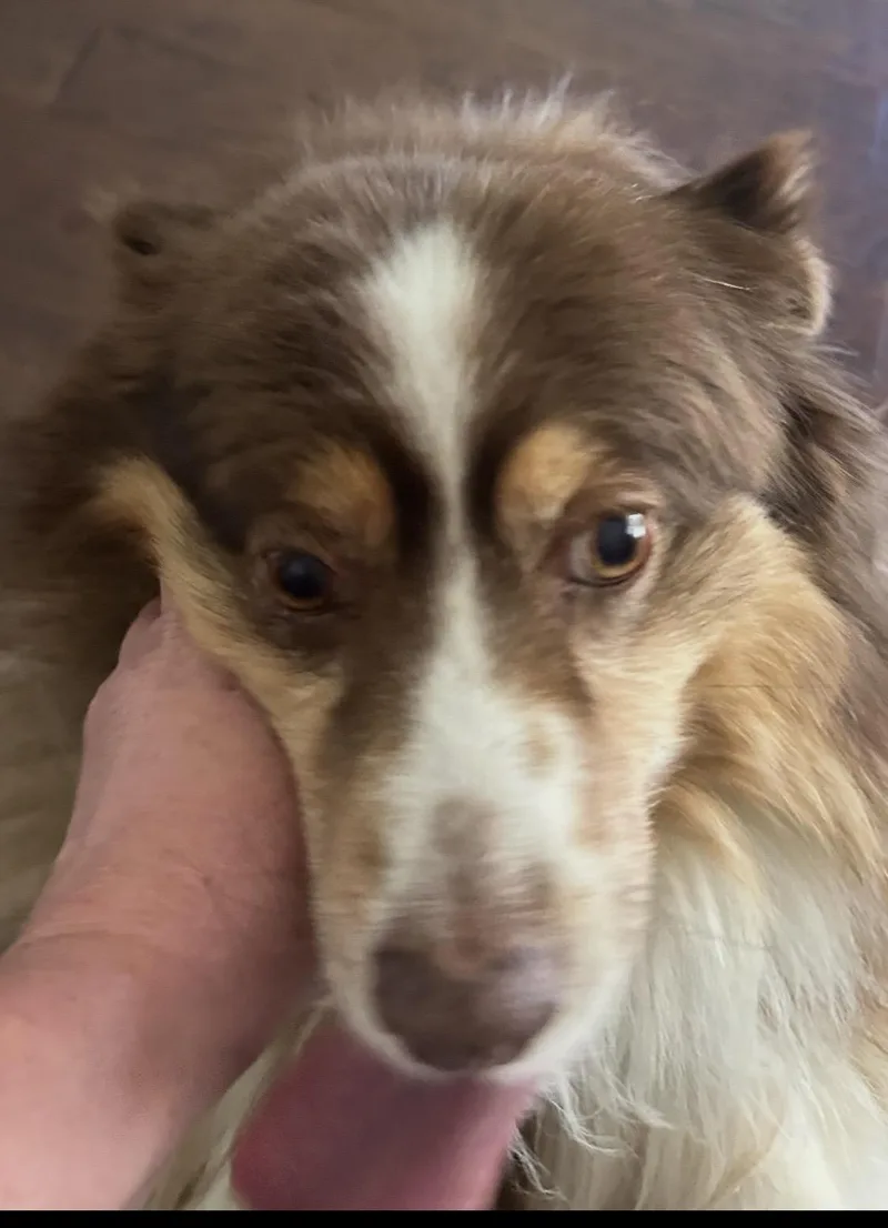 Rosie  The Softest thumbnail 3