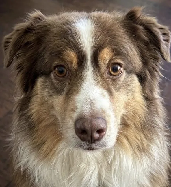 Rosie  The Softest thumbnail 4