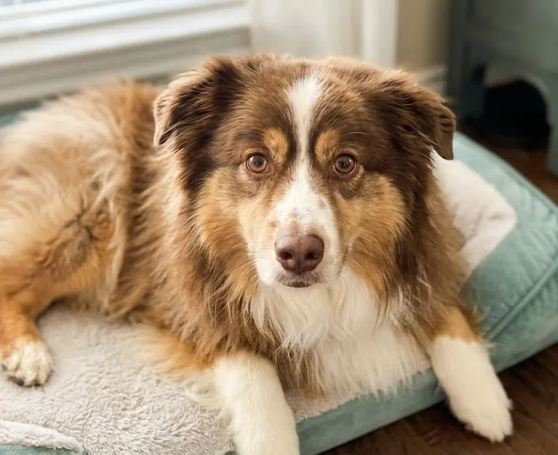 An adult small-sized female Bicolor Aussiedoodle dog named Rosie  The Softest for adoption in Houston, TX