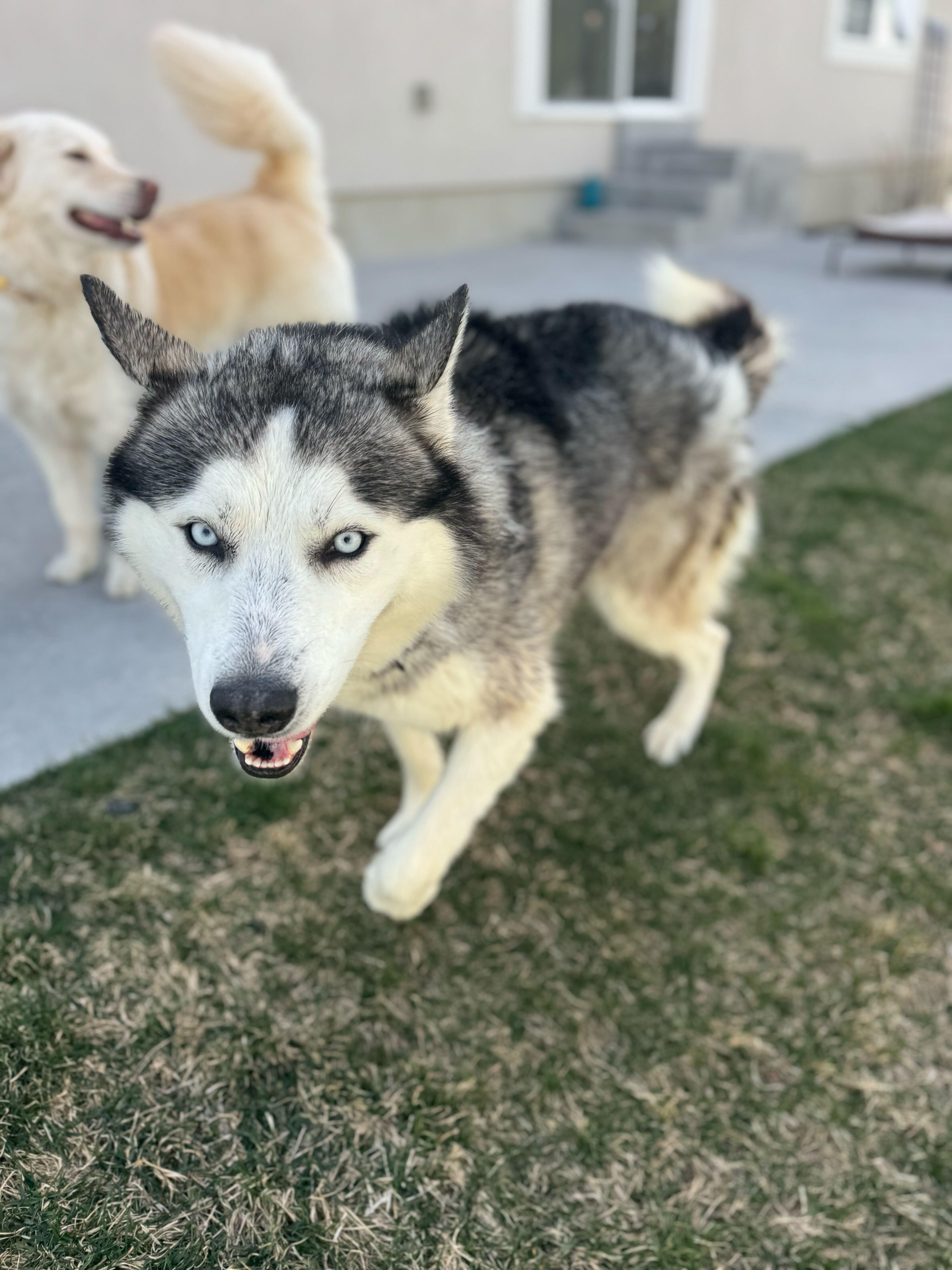 Rocky Fka Orion thumbnail 2