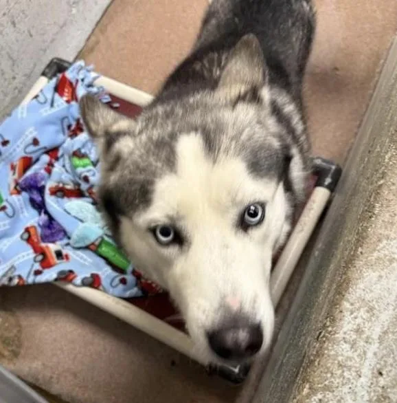 Rocky Fka Orion thumbnail 3