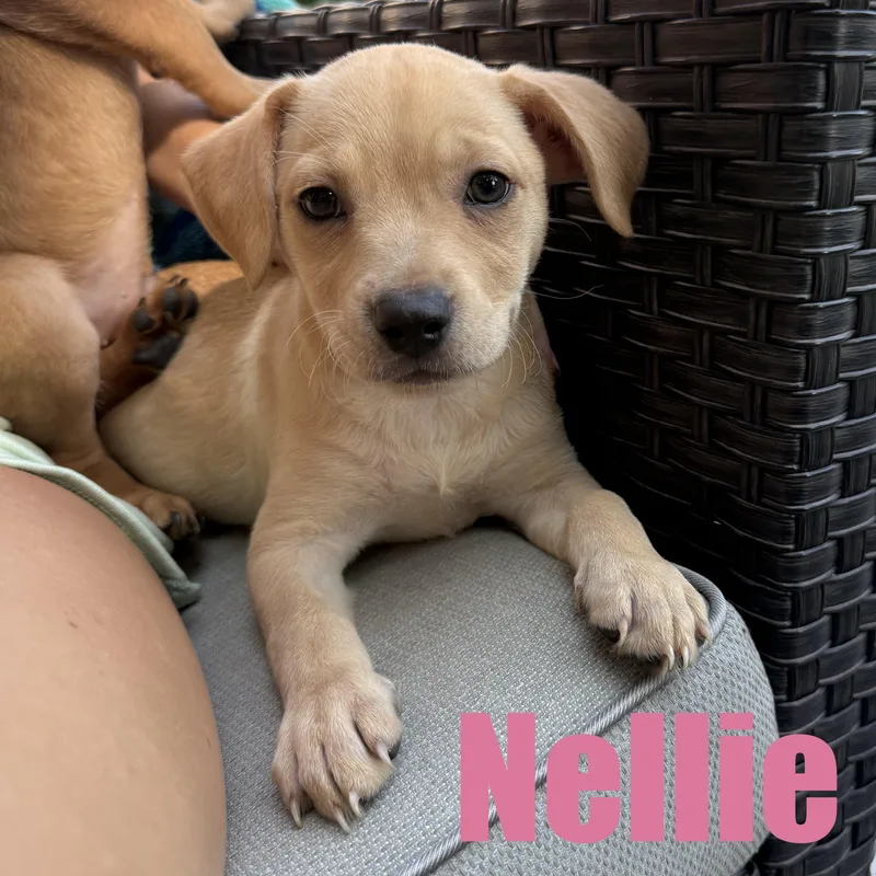 A baby medium-sized female Hound dog named Nellie for adoption in Ellicott City, MD