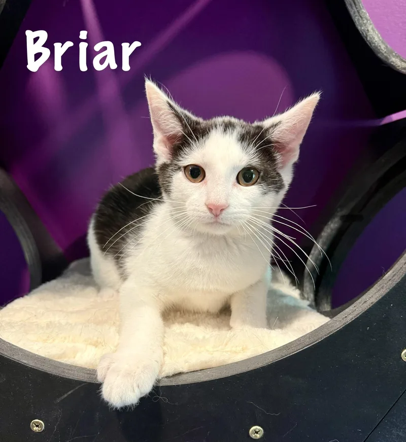 A baby medium-sized male Black & White / Tuxedo Domestic Short Hair cat named Briar for adoption in Frewsburg, NY