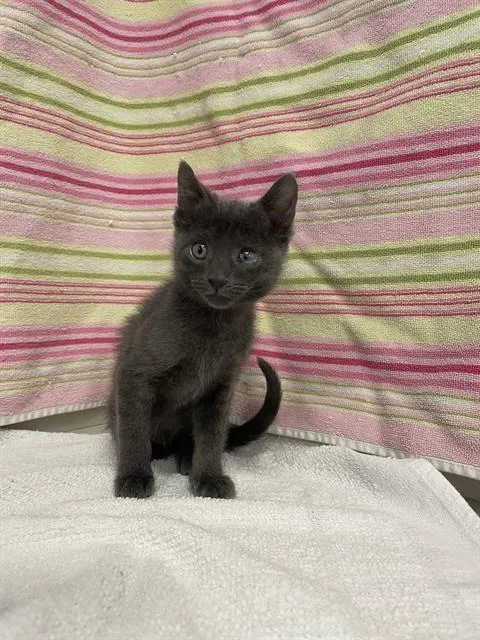 A baby small-sized female Domestic Short Hair cat named Pepper for adoption in San Jose, CA