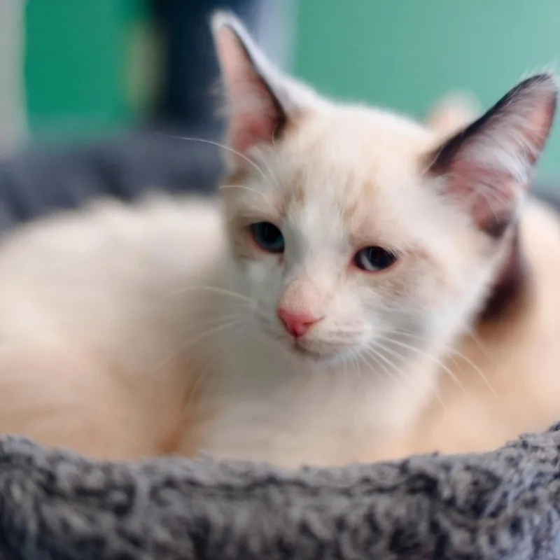 A baby medium-sized male Buff / Tan / Fawn Siamese cat named Caramel for adoption in Campbell, CA