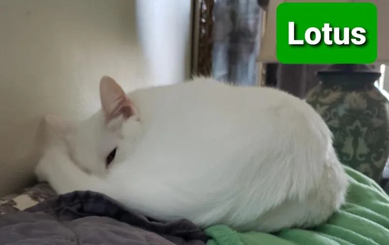 A young small-sized male White Domestic Short Hair cat named Lotus for adoption in Willingboro, NJ