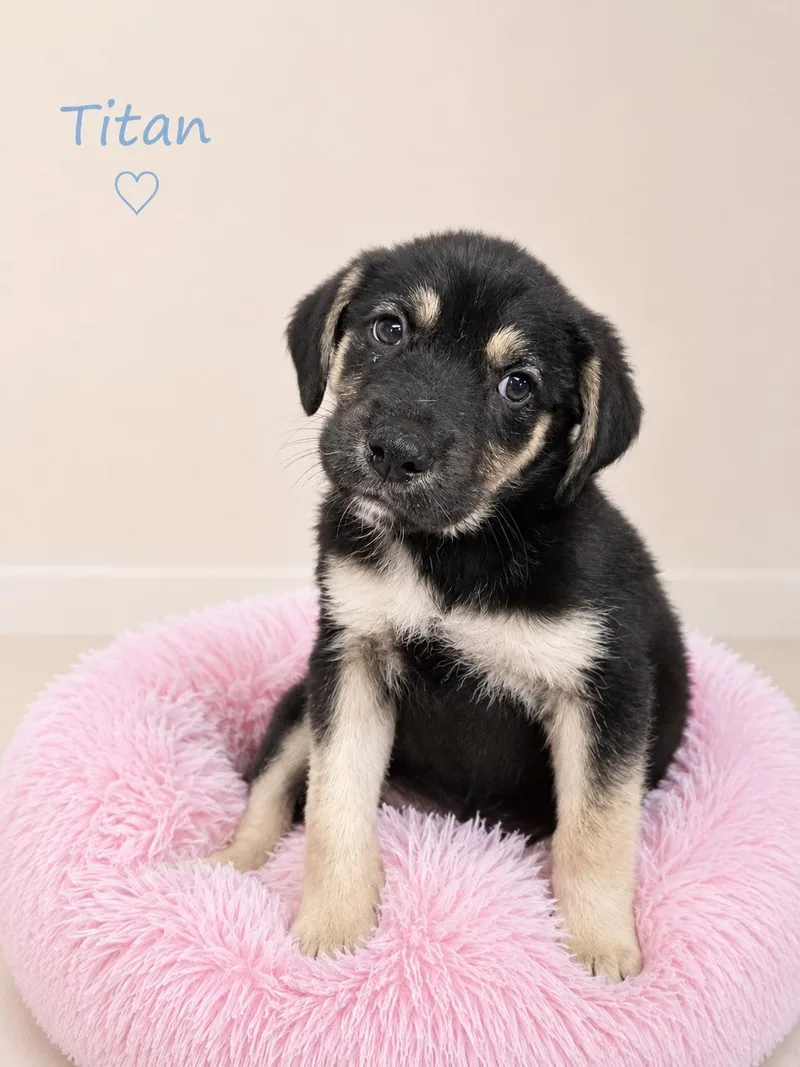 A baby medium-sized male Bicolor Mixed Breed dog named Titan for adoption in Sylacauga, AL