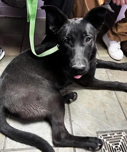 A young large-sized male Black German Shepherd Dog dog named Blackie for adoption in El Paso, TX