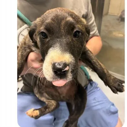 A baby small-sized male Mixed Breed dog named Patch for adoption in West Chester, PA