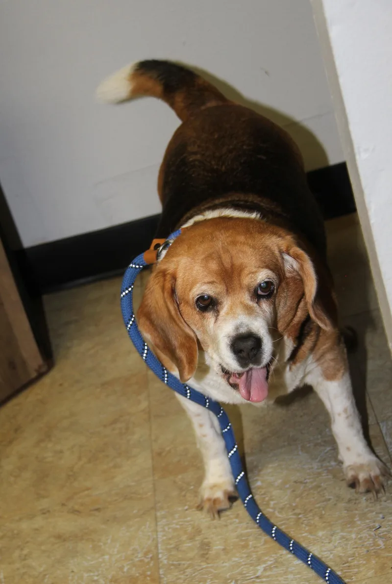 Beagle Babe