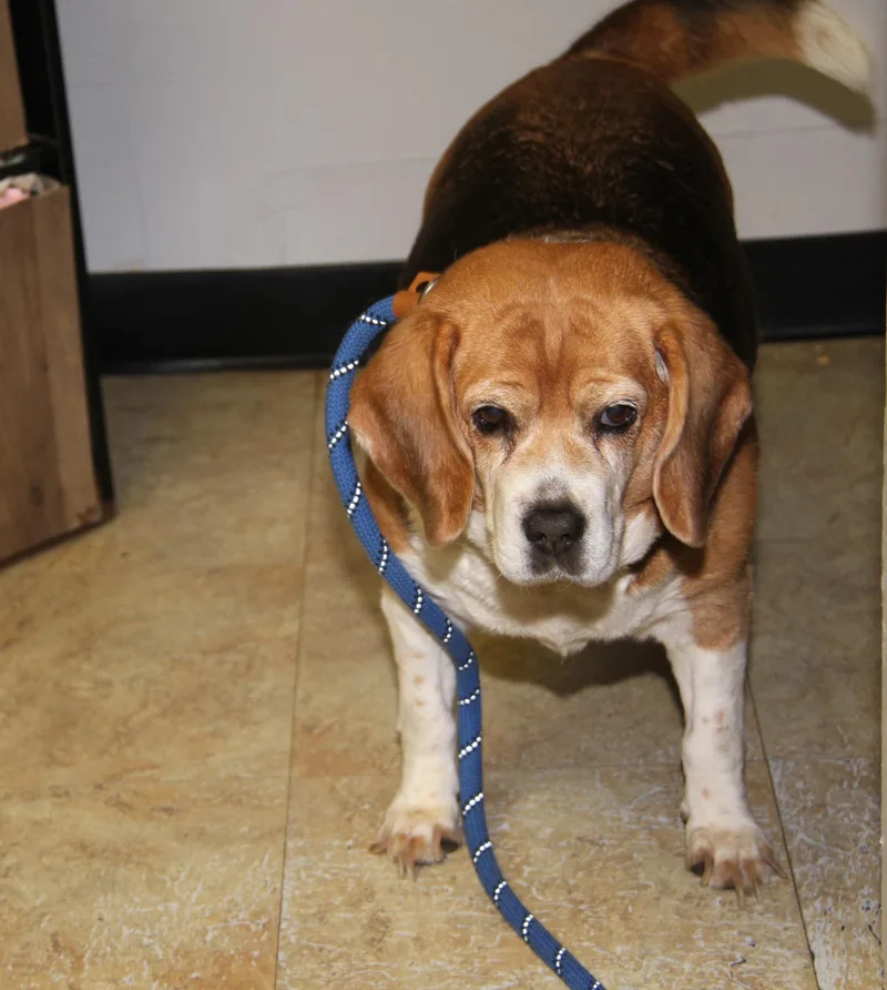 Beagle Babe thumbnail 2
