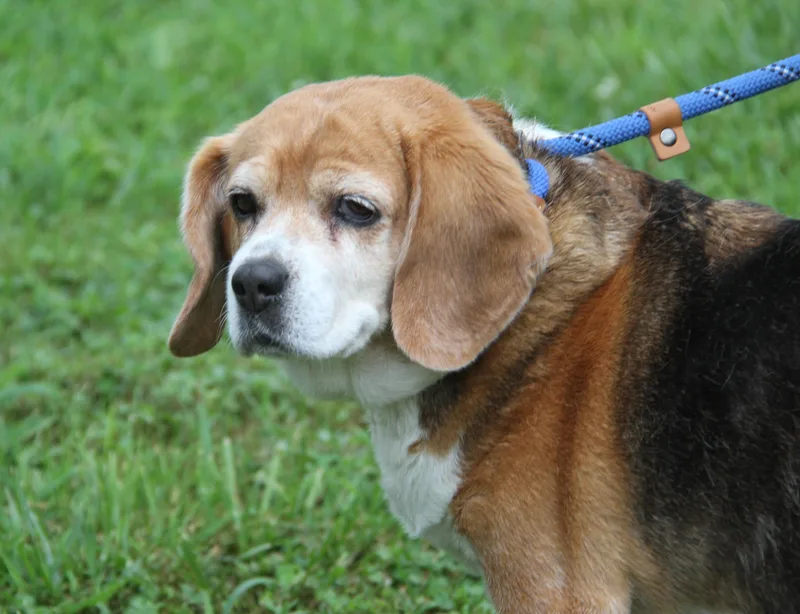 Beagle Babe thumbnail 3