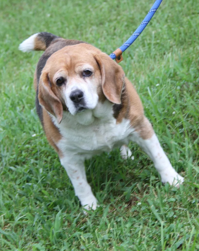 Beagle Babe thumbnail 4