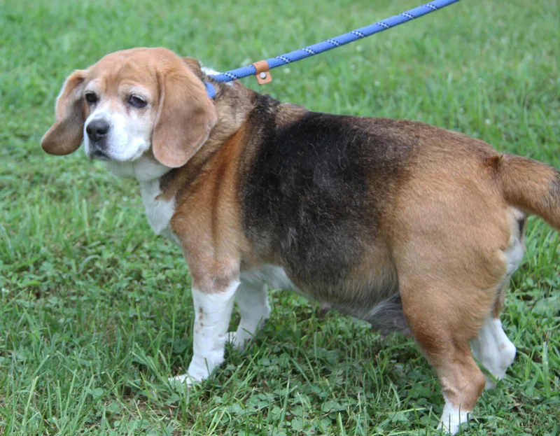 Beagle Babe thumbnail 5