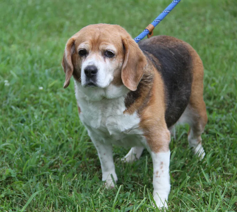 Beagle Babe thumbnail 6