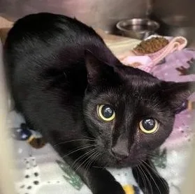 An adult large-sized female Black Domestic Short Hair cat named Julip for adoption in Rapid City, SD