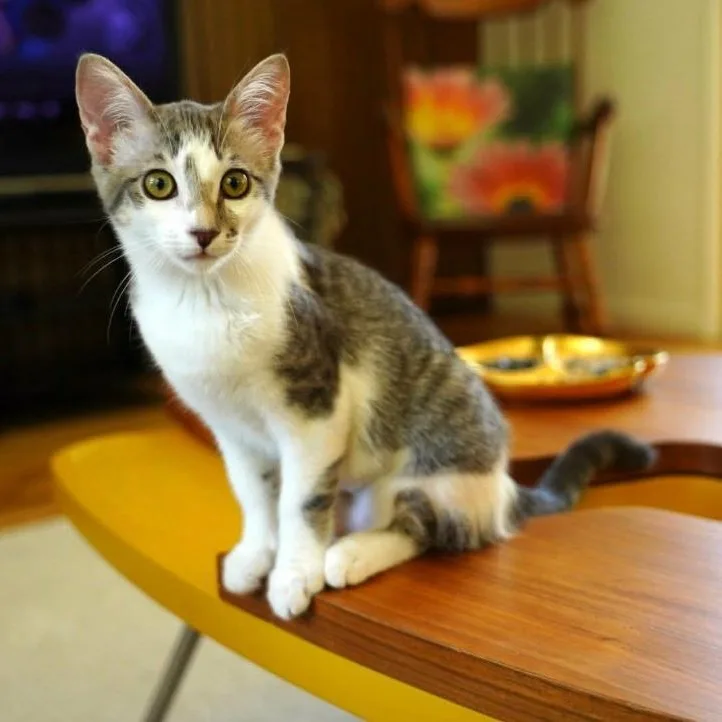 A baby medium-sized female Tabby (Gray / Blue / Silver) Domestic Short Hair cat named Lizzo for adoption in La Canada, CA