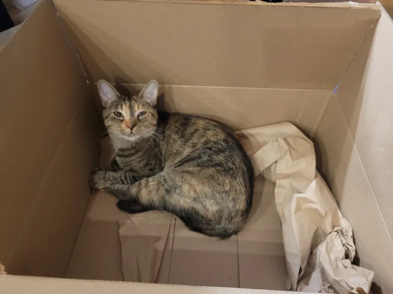 Squeegee thumbnail 2