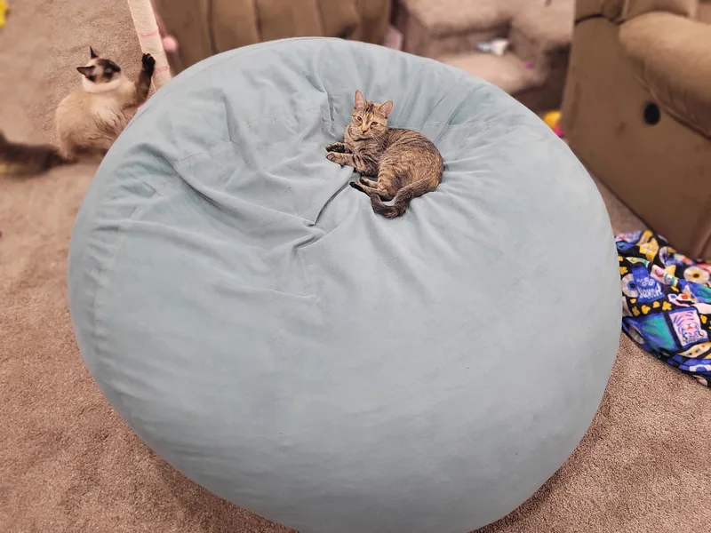 Squeegee thumbnail 3