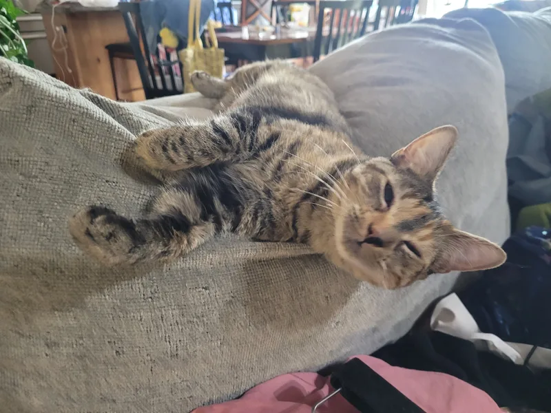 Squeegee thumbnail 4