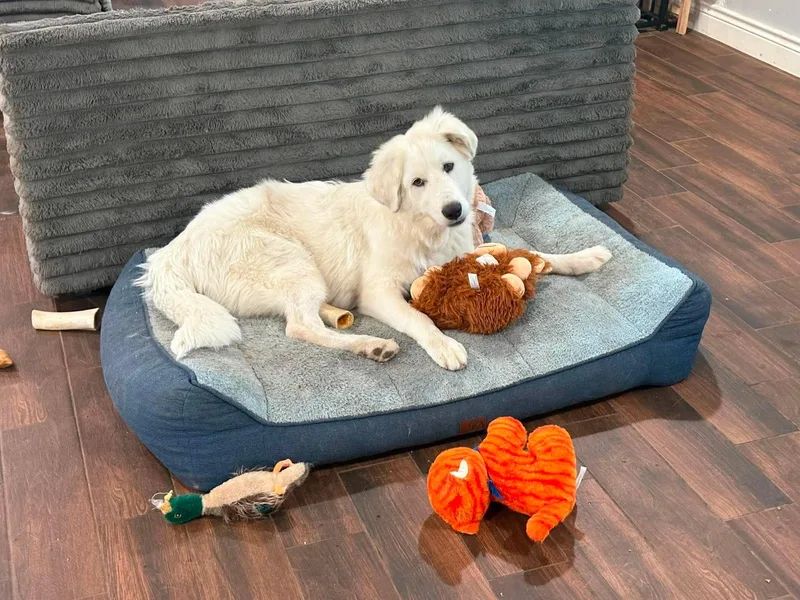 A baby large-sized male Great Pyrenees dog named Blaze for adoption in Houston, TX