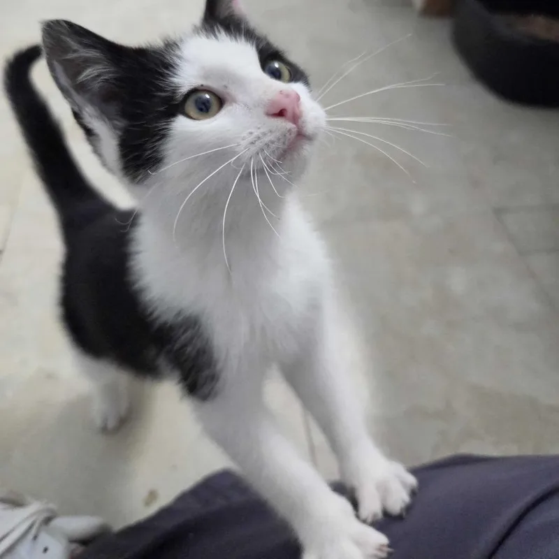 A baby small-sized male White Domestic Short Hair cat named Kilo for adoption in Glenfield, NY