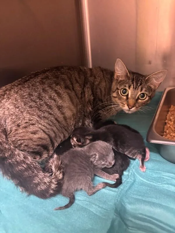 An adult medium-sized female Tabby (Gray / Blue / Silver) Domestic Short Hair cat named Jayda for adoption in Disputanta, VA