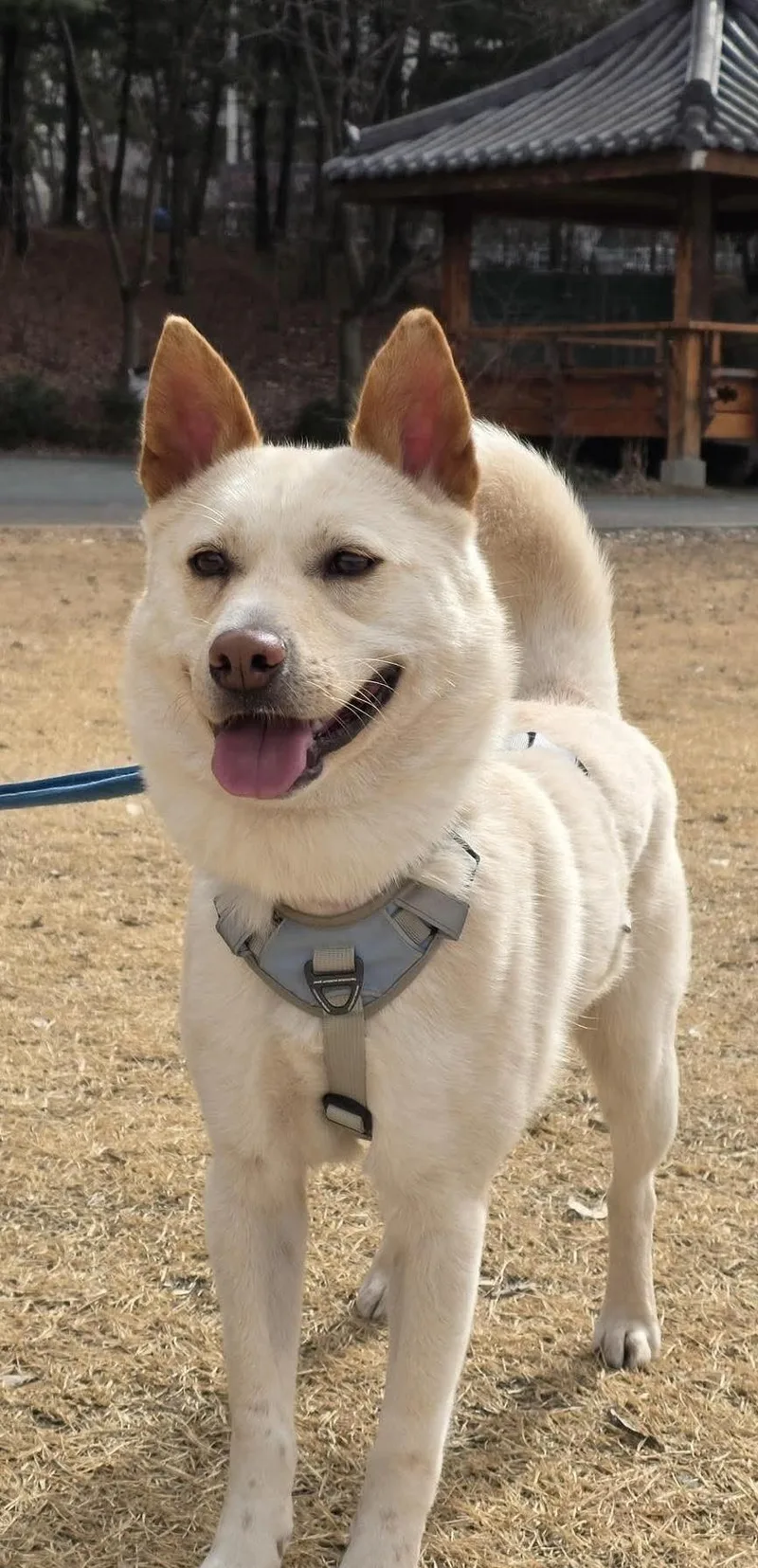 A young small-sized male White / Cream Jindo dog named Lope for adoption in Philadelphia, PA