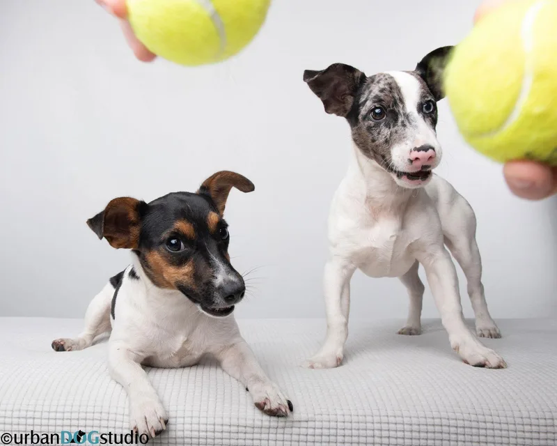 Peach & Sprout  thumbnail 2