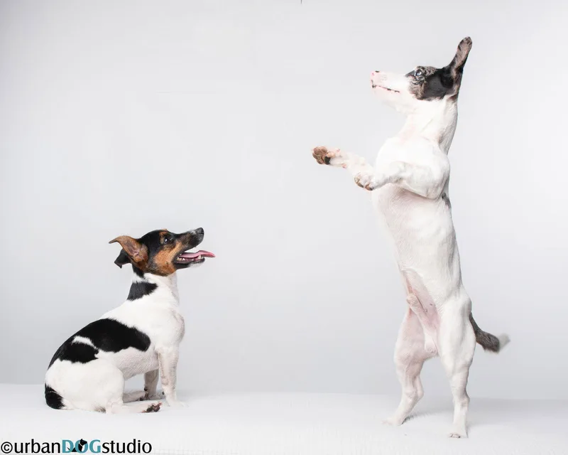 Peach & Sprout  thumbnail 3