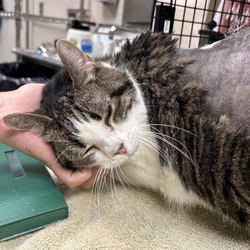 A senior large-sized female Brown / Chocolate Domestic Short Hair cat named Harlee for adoption in Reno, NV