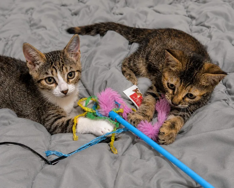 Rosie and Ranger