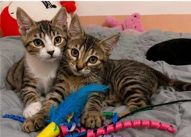 Rosie and Ranger thumbnail 4